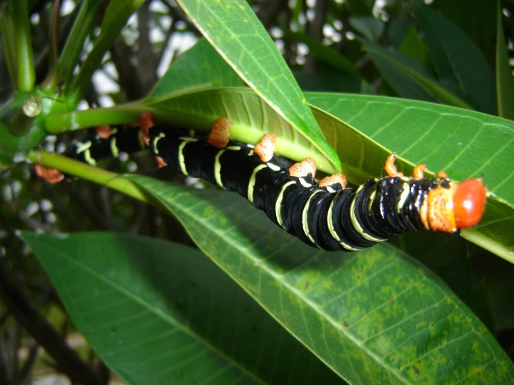 caterpillar crawling on green leaf on cloudy day