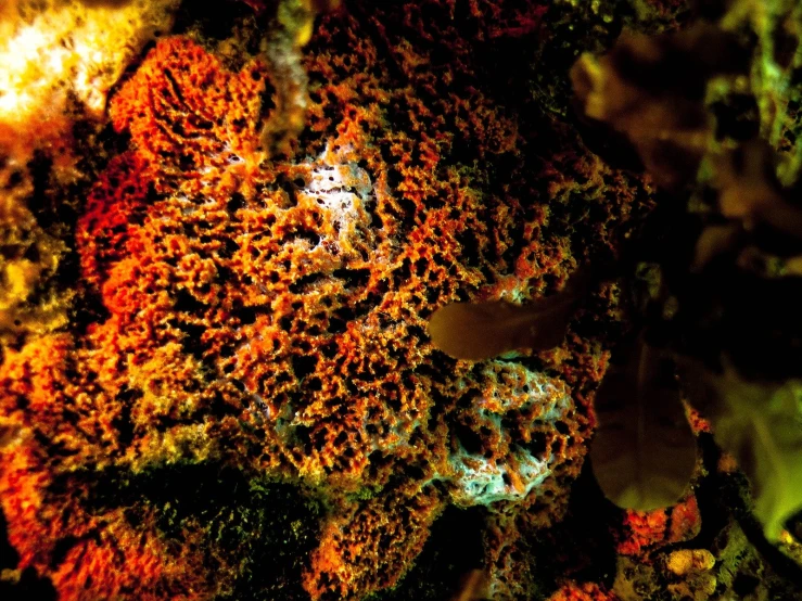 a sea slug sits on a sea sponge on the water