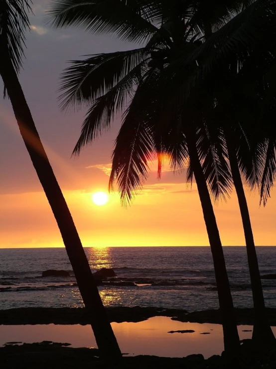 a sun setting between two palm trees in the ocean