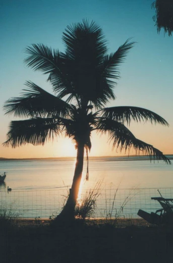 a palm tree near a body of water with the sun setting