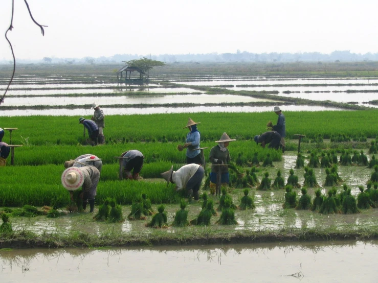 a group of people working in rice fields