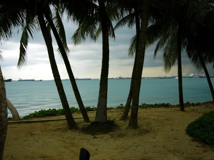 a beach next to palm trees and the ocean