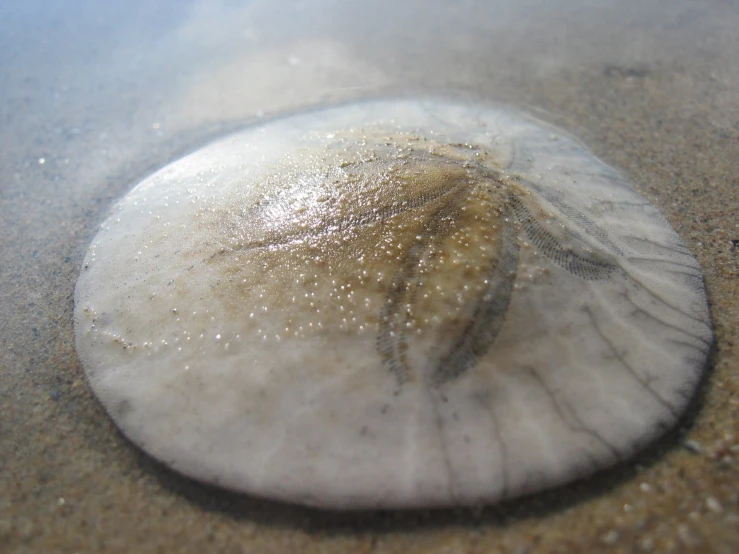 a single beached jellyfish on sand that has sand in it