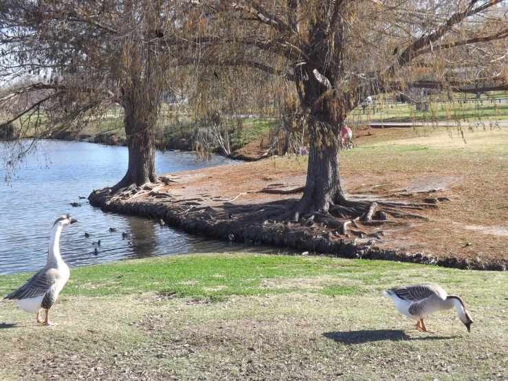 two geese walking in grass next to the water