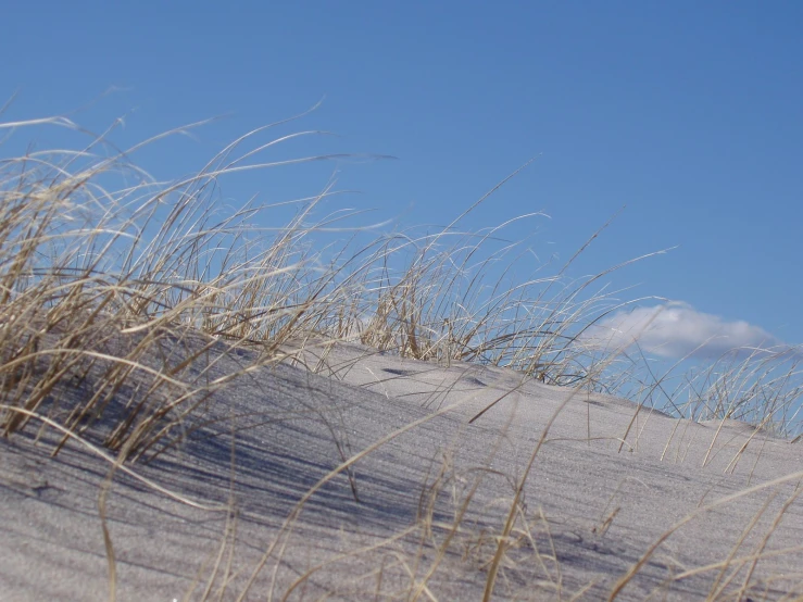 some sand bushes and some blue sky in the background