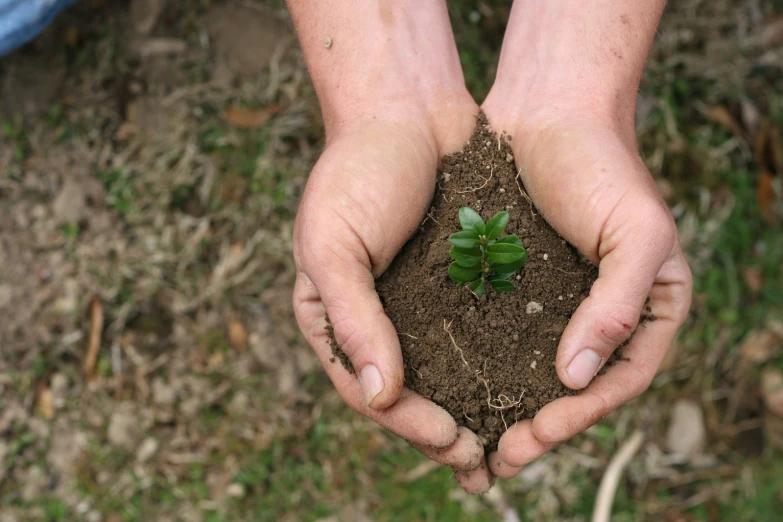 hands holding dirt with little green plant growing in it