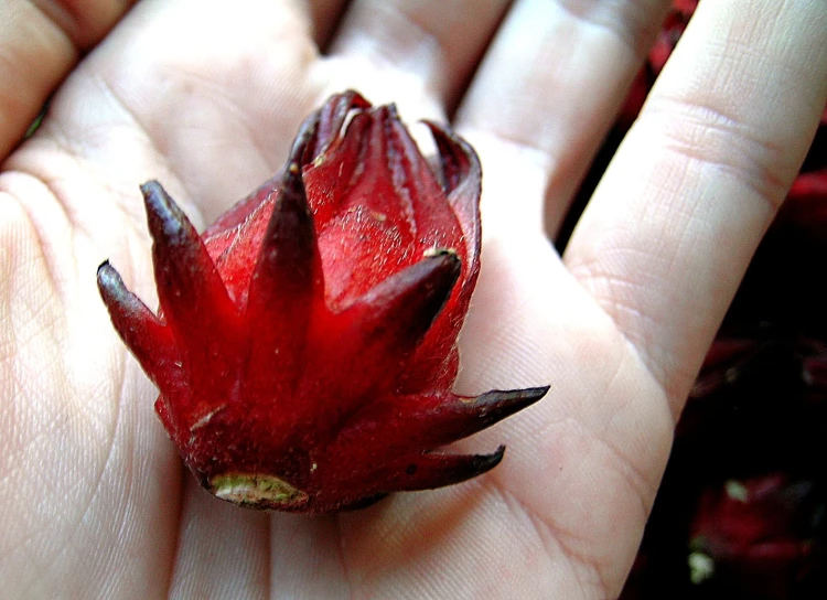 a person is holding a tiny red flower