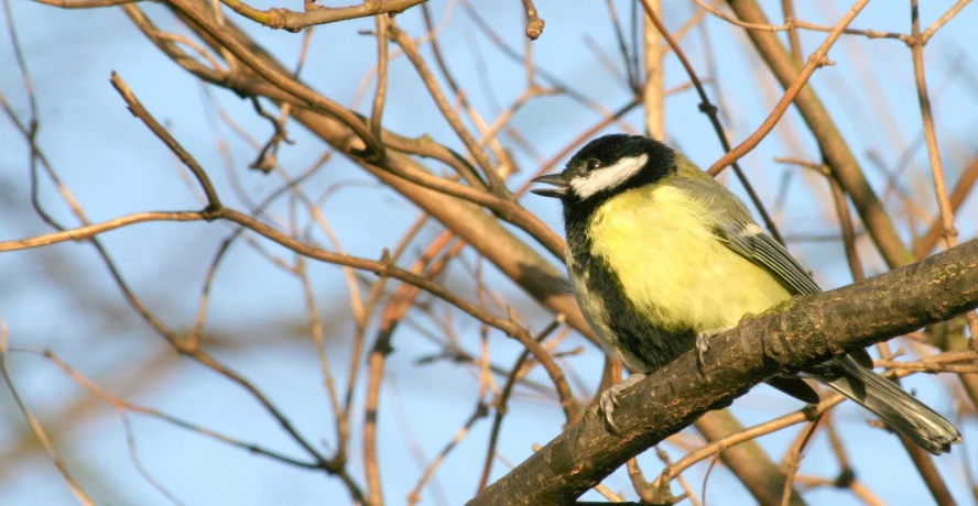 there is a yellow and grey bird perched in a tree