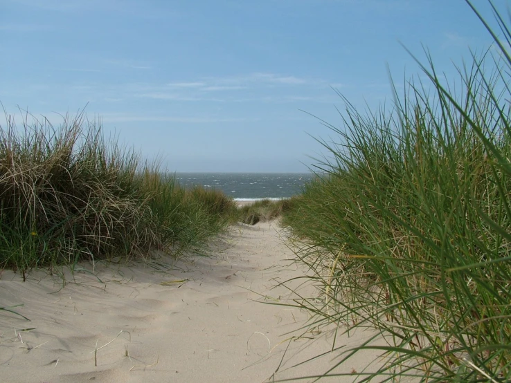 an empty path leading to the beach, with grass and sand