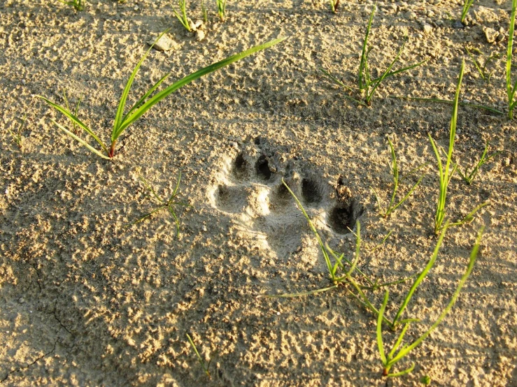 a dog paw prints in the sand