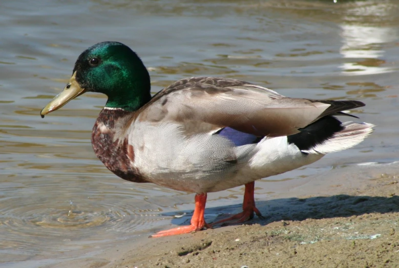 a close up of a bird on the edge of water