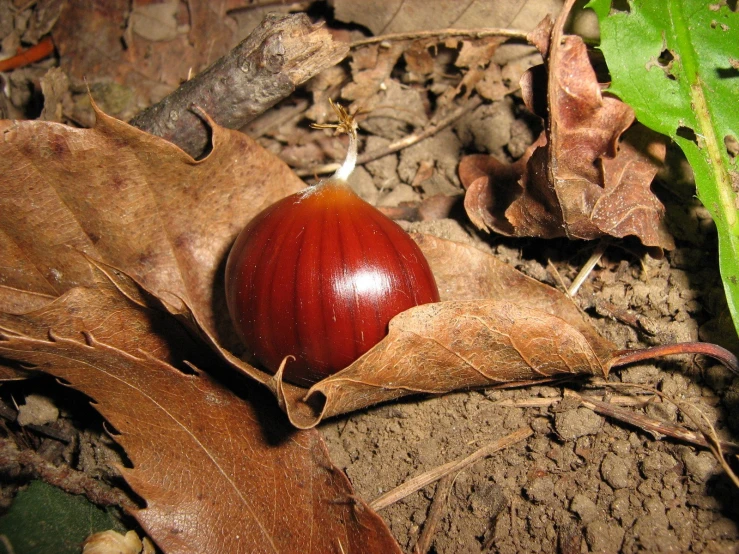 an acorn on the ground amongst dead leaves