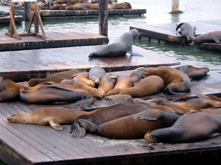 many sea lions lounging on the wooden boards