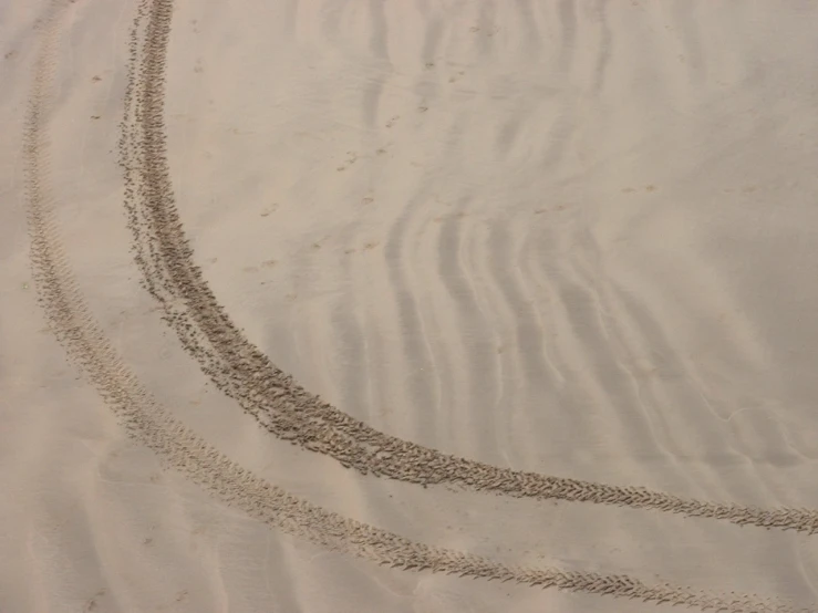 two lines are written in the sand as they make a trail across the sand