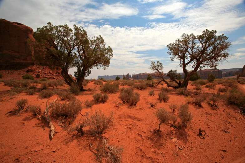 two trees standing in the desert near some red rocks