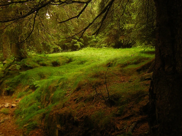 a very lush green forest filled with lots of trees