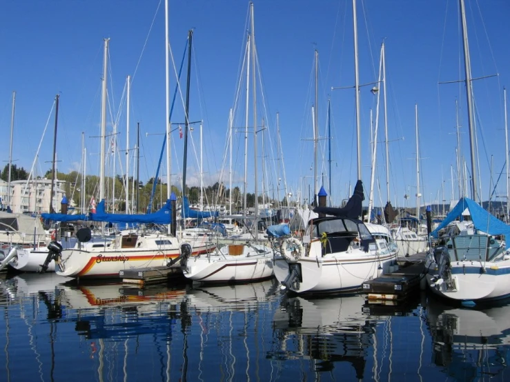 several white and blue sail boats are docked