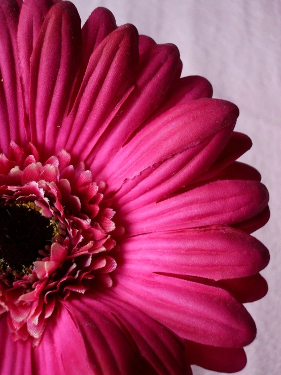 a closeup of pink flower with green center