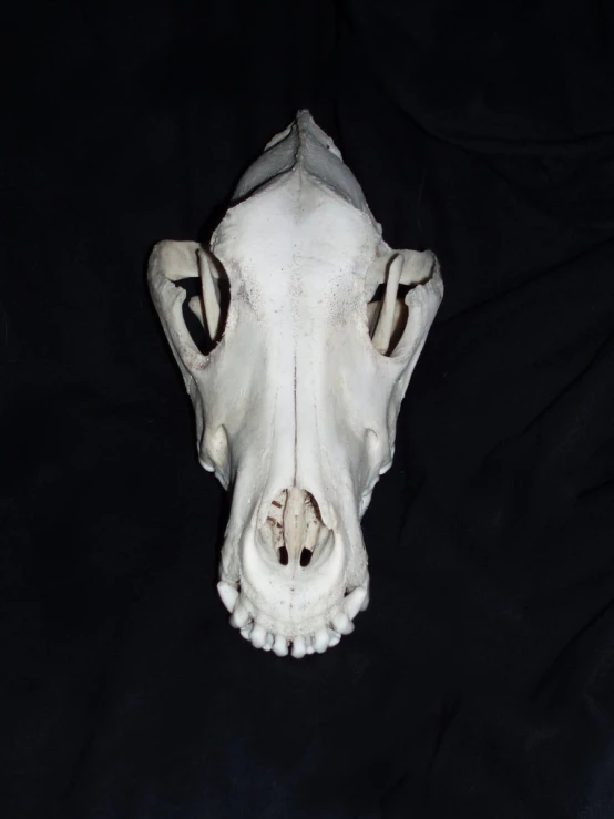 an animal head on a black blanket next to a white object