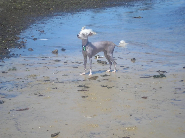 a dog at the beach on the sand and water