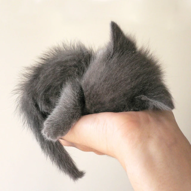 a gray furry animal laying in the palm of someone's hand