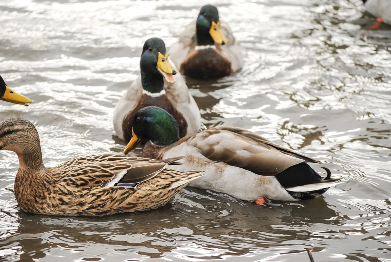 three ducks are swimming on a large body of water