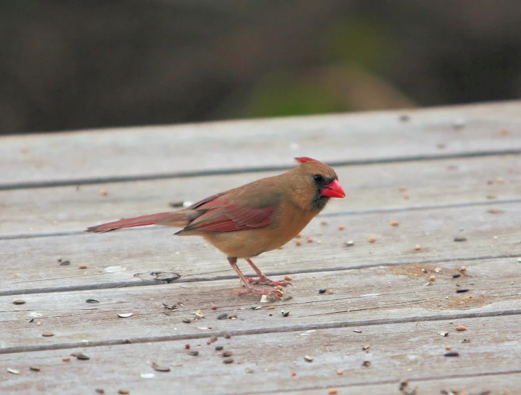 a bird standing on a wood plank looking for food