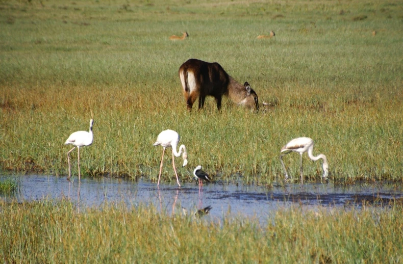 some birds stand by a small pond and drink water