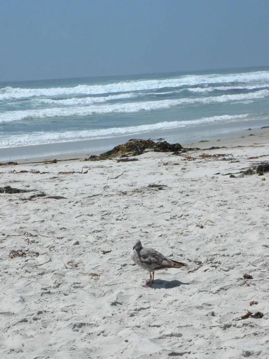 a small bird standing on the beach next to the ocean