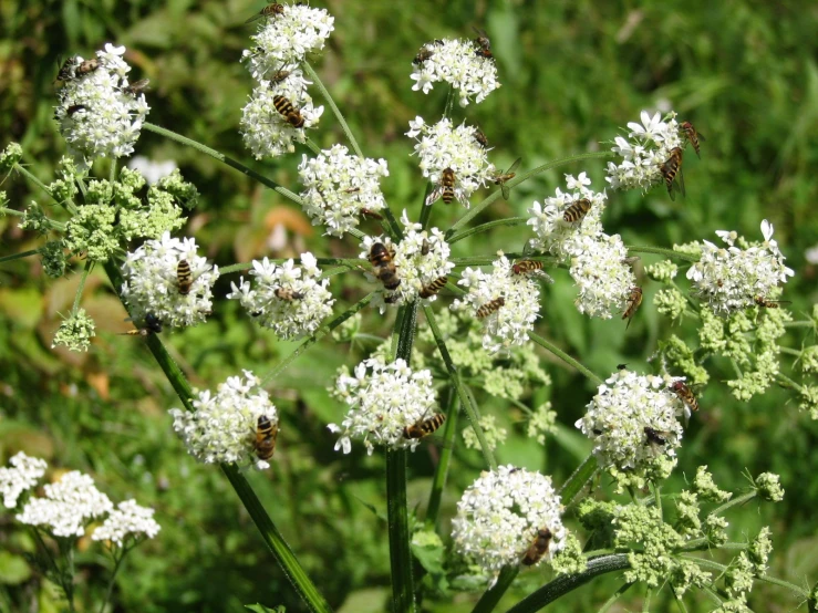 some bees are in some white flowers and greenery