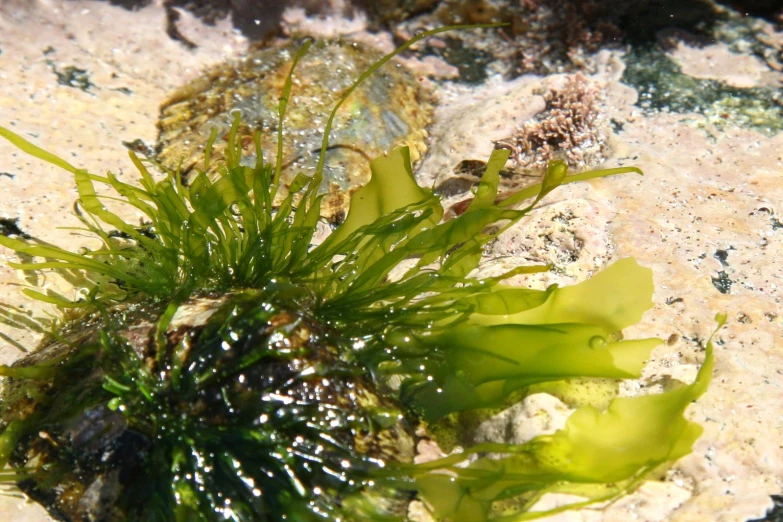 small green sea weed grows from the sand