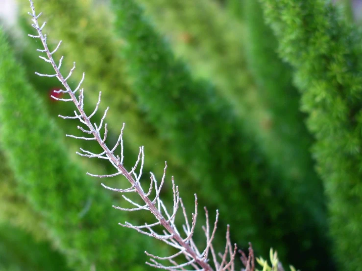 a closeup image of a pine tree with frost on it