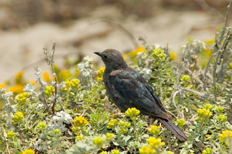 a black bird is sitting in the bush