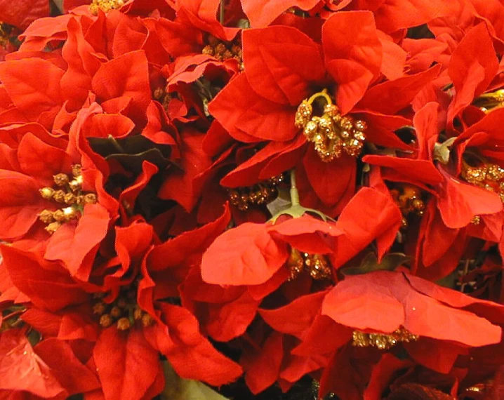 a close up of red christmas flowers