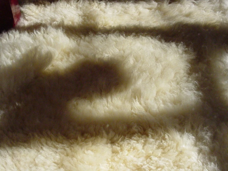 the shadow of a cat's paw on a white carpet