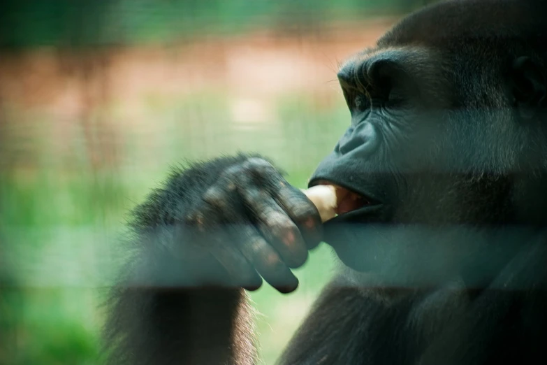 an adult gorilla with its mouth open eating soing