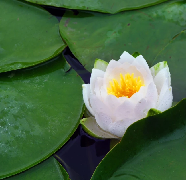 a white and yellow water lily with leaves in a pond