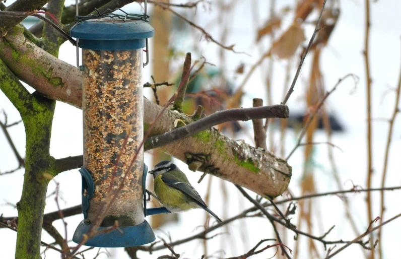 a bird feeder in a tree filled with lots of bird seed