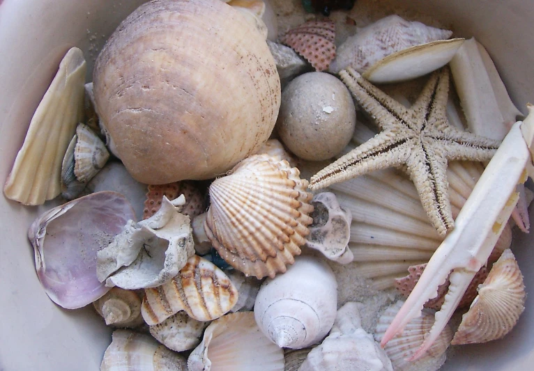 a bowl of sea shells and starfish