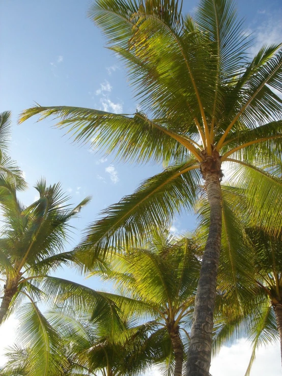 a palm tree is pictured against a blue sky