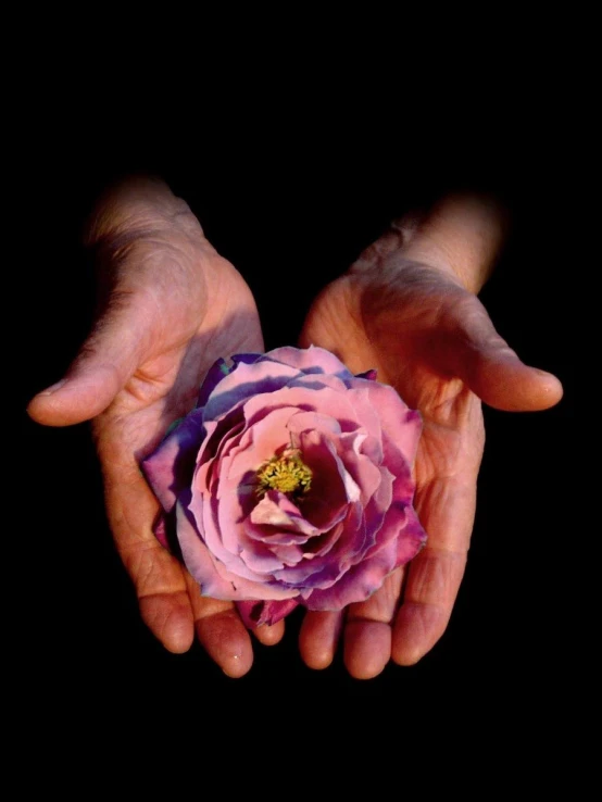 two hands holding onto a pink rose in the dark