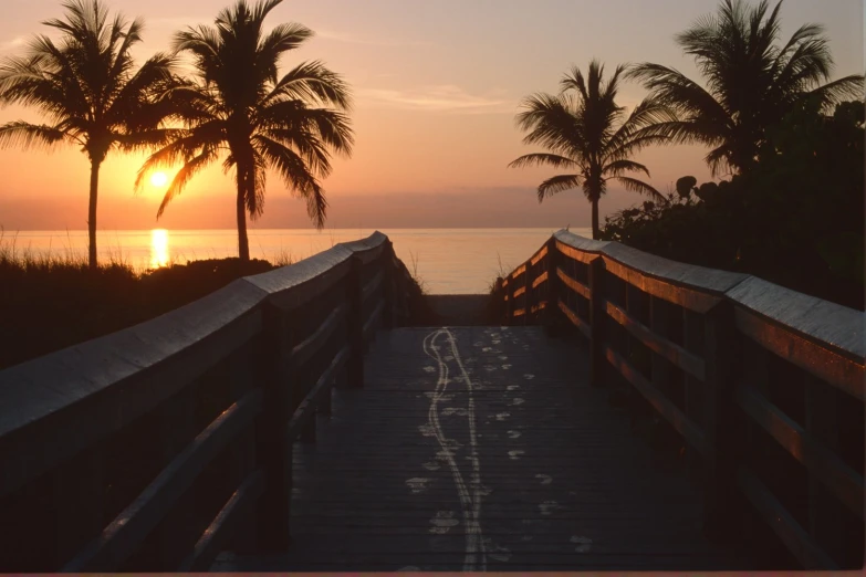 this is a wooden walkway with palm trees