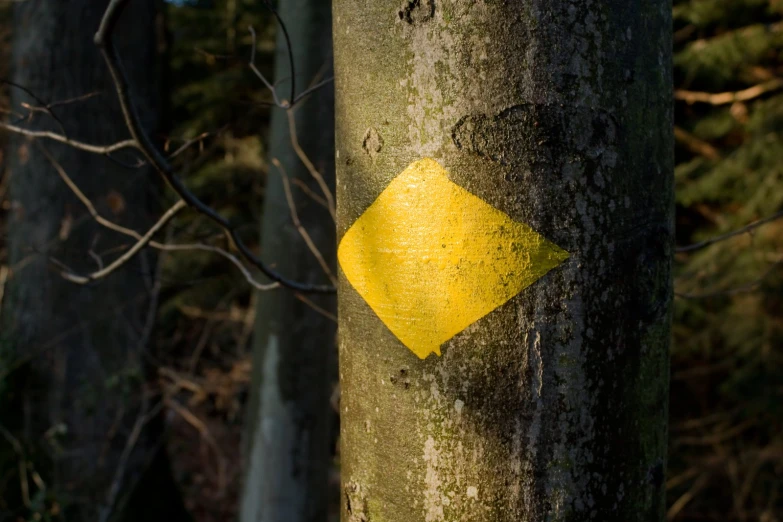 a yellow diamond shaped hazard sticker on a tree