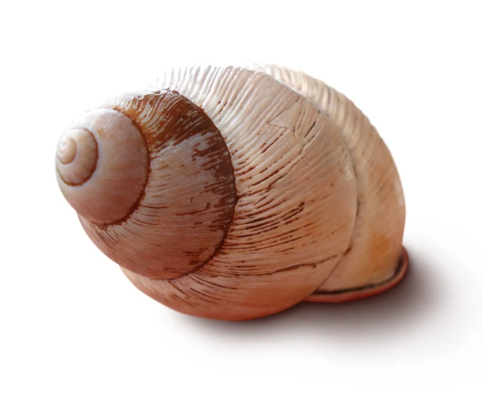 a close up of a snail on a white surface