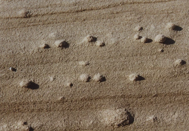 an animal's footprints in the sand on a beach