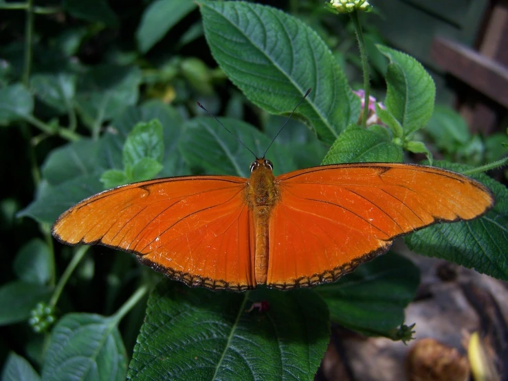 a beautiful orange erfly that is on a green leaf