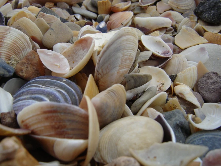 shells, mussels and other seashells have been used to create the sea creature