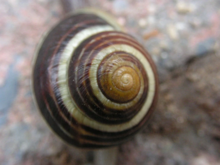 a close up of a brown and white snail's shell