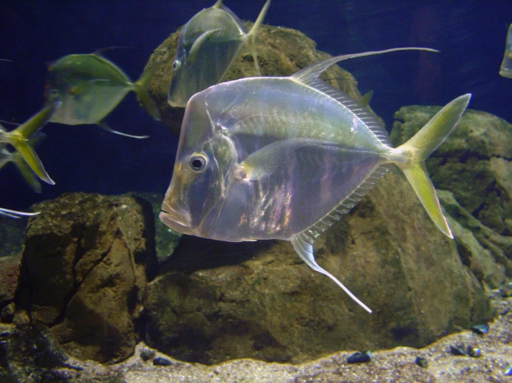 an underwater po of a fish that is floating on some water