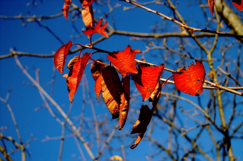 red leaves in the fall on a bare tree